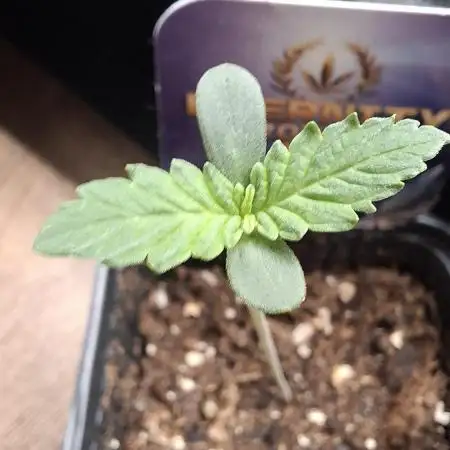 Eternity Grow Cup 26'