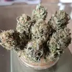 Caramba by Paradise Seeds