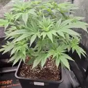 Frosted Cider Fem.