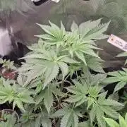 Eternity Grow Cup 26'