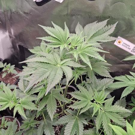 Eternity Grow Cup 26'