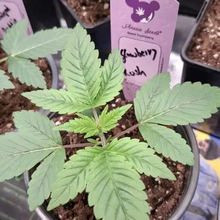 Glowberry Rush