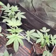 RainZ (RS11 x Gelato #41 x ZiZi) Reg.