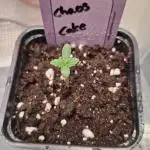 Chaos Cake