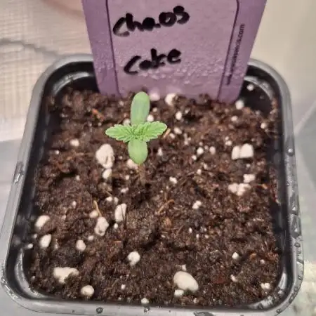 Chaos Cake