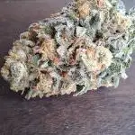 Caramba by Paradise Seeds