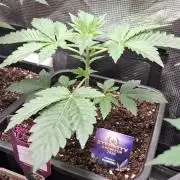 Eternity Grow Cup 26'