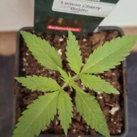 Lemon Cherry Gelato