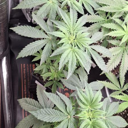 RainZ (RS11 x Gelato #41 x ZiZi) Reg.