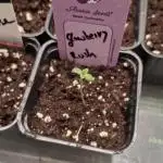 Glowberry Rush