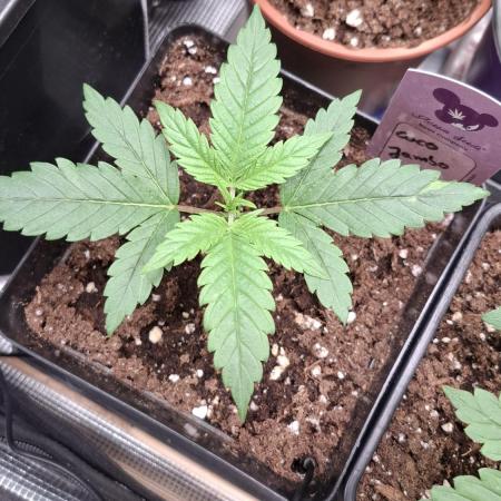 Coco Jambo