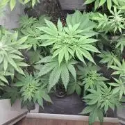 Eternity Grow Cup 26'