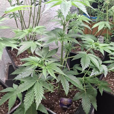 Eternity Grow Cup 26'