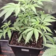 Permanent Chimera #35 x White Truffle