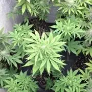 Eternity Grow Cup 26'