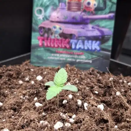 Think Tank