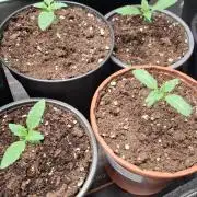 Ice Zone  (ICC x Gelato#41 x ZiZi) Reg.