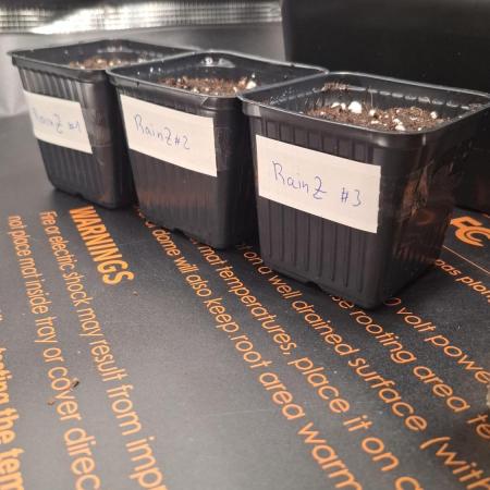 RainZ (RS11 x Gelato #41 x ZiZi) Reg.