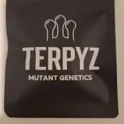 RainZ (RS11 x Gelato #41 x ZiZi) Reg.