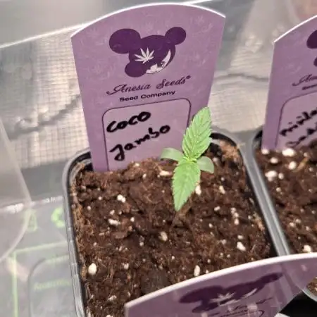 Coco Jambo
