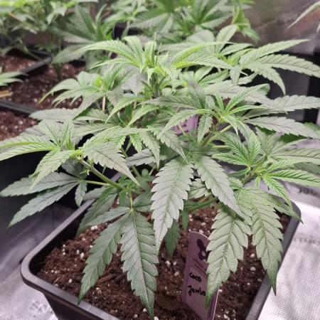 Coco Jambo