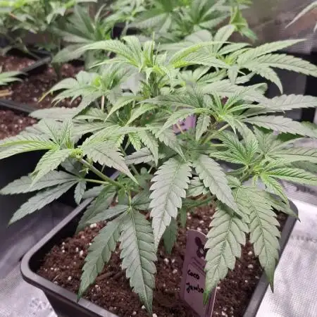 Coco Jambo