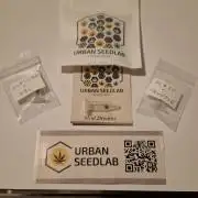 Permanent Chimera #35 x White Truffle