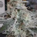 Mental Rainbow F1 Fast Version