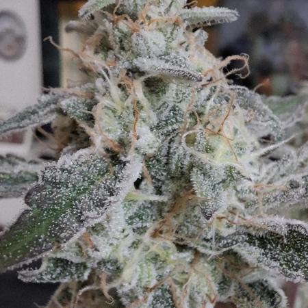 Mental Rainbow F1 Fast Version