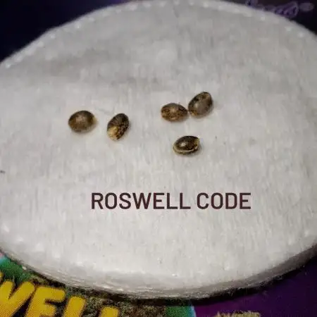 Roswell Code