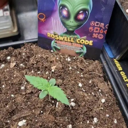 Roswell Code