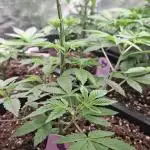 Glowberry Rush