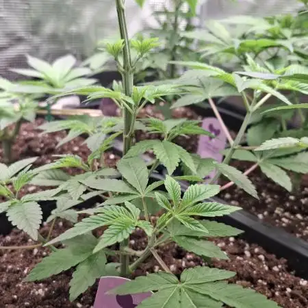 Glowberry Rush
