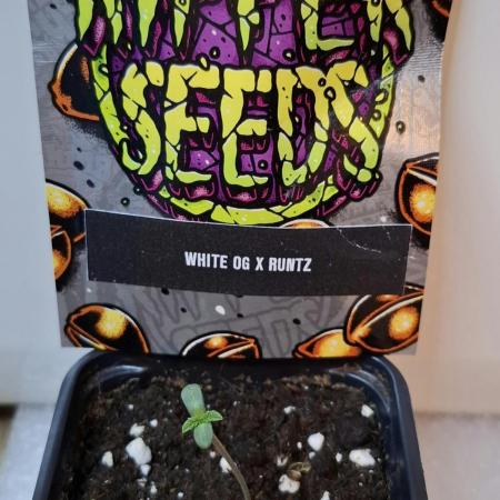 White OG x Runtz