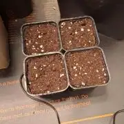 Ice Zone  (ICC x Gelato#41 x ZiZi) Reg.