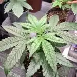 Coco Jambo