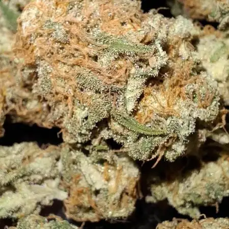 Mendocino Skunk 