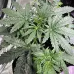 Sour Sour