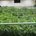 All about Terps