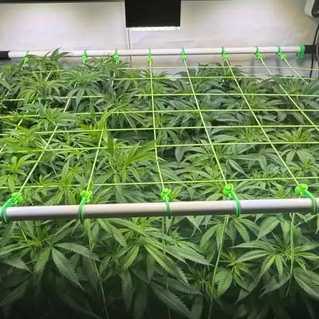 All about Terps