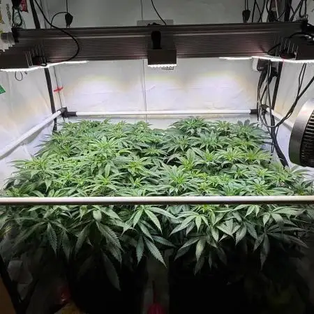 All about Terps