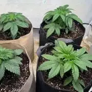 Time for Heavy Hitters