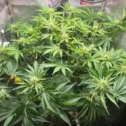 Just for Fun 40x40grow