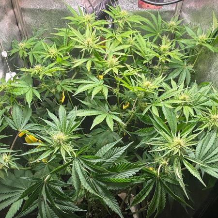 Just for Fun 40x40grow