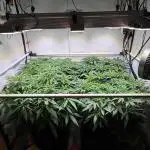 All about Terps