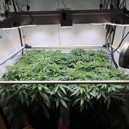 All about Terps