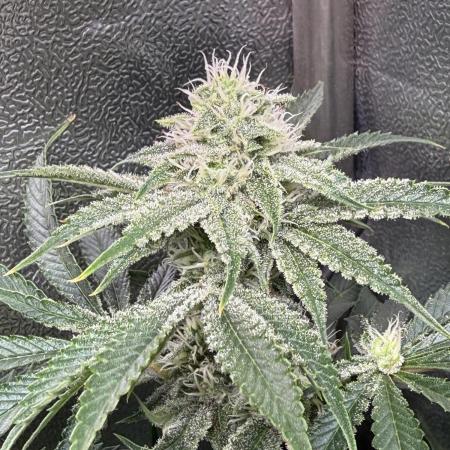 Short veg 40x40 grow