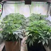 Time for Heavy Hitters