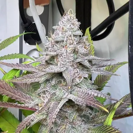 All about Terps