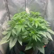 Short veg 40x40 grow